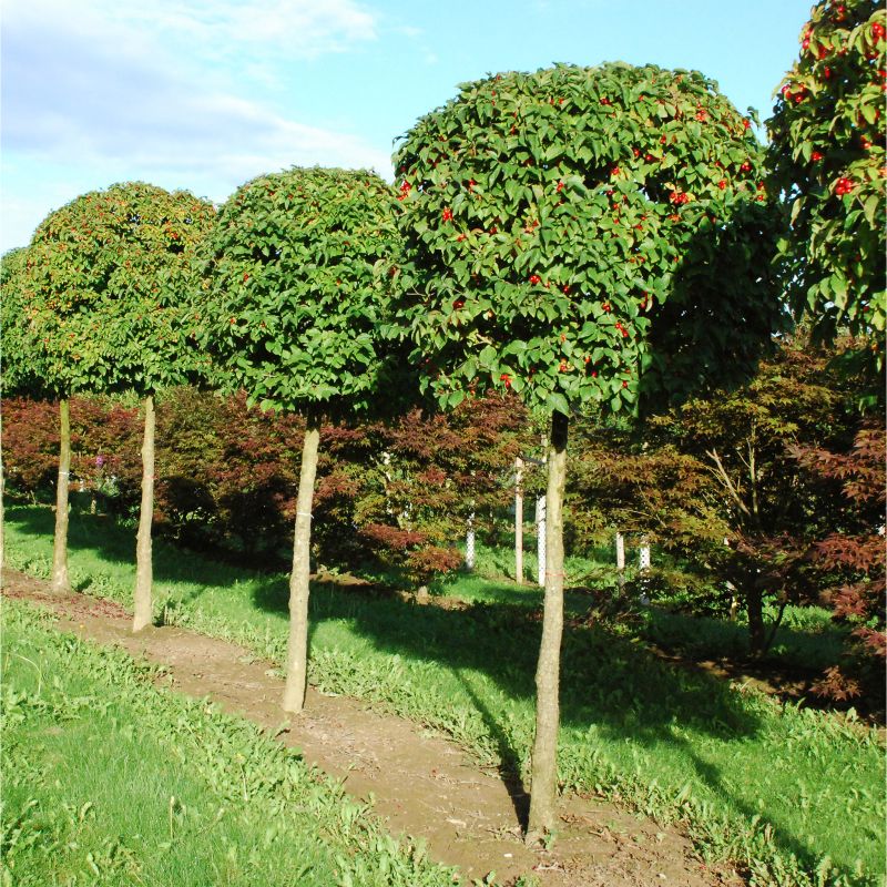 Barockgarten am Schloss Drottningholm in Schweden, umgeben von vierreihigen Kaiser-Linden, die von Lorenz von Ehren gezogen und 2008 geliefert wurden. Heute prägen sie majestätisch die Landschaft.